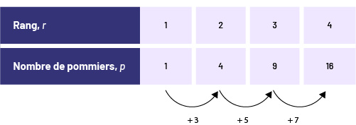 Table de valeur qui représente rang « r » et le nombre de pommiers « p ». Rang un, un pommier; rang 2, 4 pommiers; rang 3, 9 pommiers; rang 4, 16 pommie5rs. Des flèches indiquent les bonds de plus 3 pommiers.