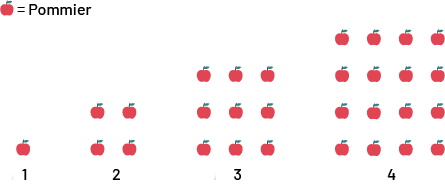 Séquence non numérique à motifs croissants.  Rang un: une pomme. Rang 2 : 4 pommes formant un carré. Rang 3 : 9 pommes formant un carré. Rang 4 : 16 pommes formant un carré. 