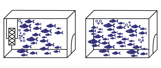 Deux aquariums remplis de poissons de différentes tailles sont placés côte à côte. Celui de droite contient davantage de poissons que celui de gauche. 