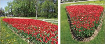 Un parterre de tulipes rouges, vu de deux différentes façons. 