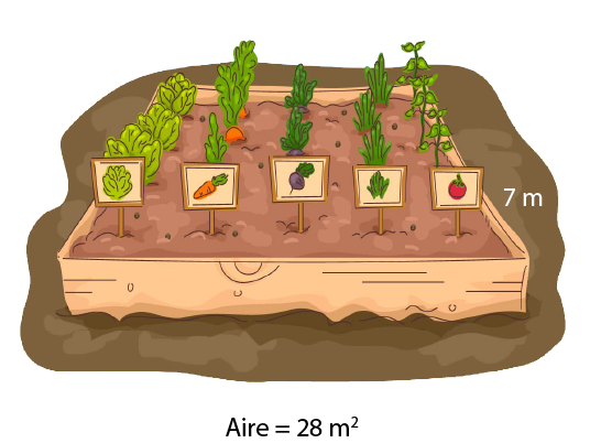 Un potager de laitue, carottes, betteraves, d’oignons verts, et tomates. À la gauche de l’image du potager est écrit: sept mètres. Sous l’image on peut lire: Aire égale à 28 mètres carrés.